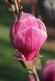Magnolia &times; soulangeana