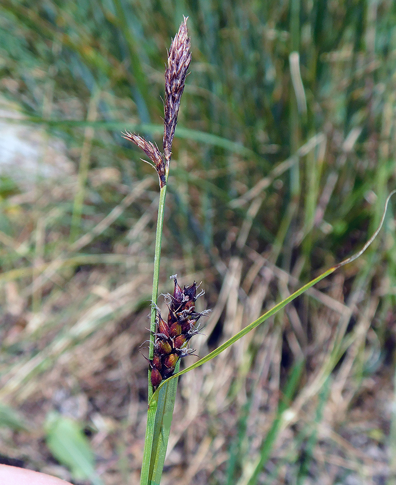 Image of Carex melanostachya specimen.