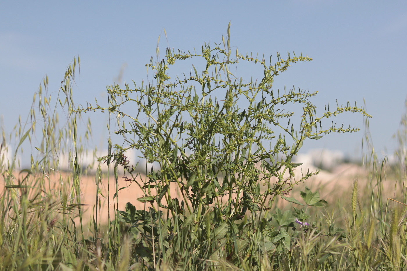 Image of Rumex pulcher specimen.