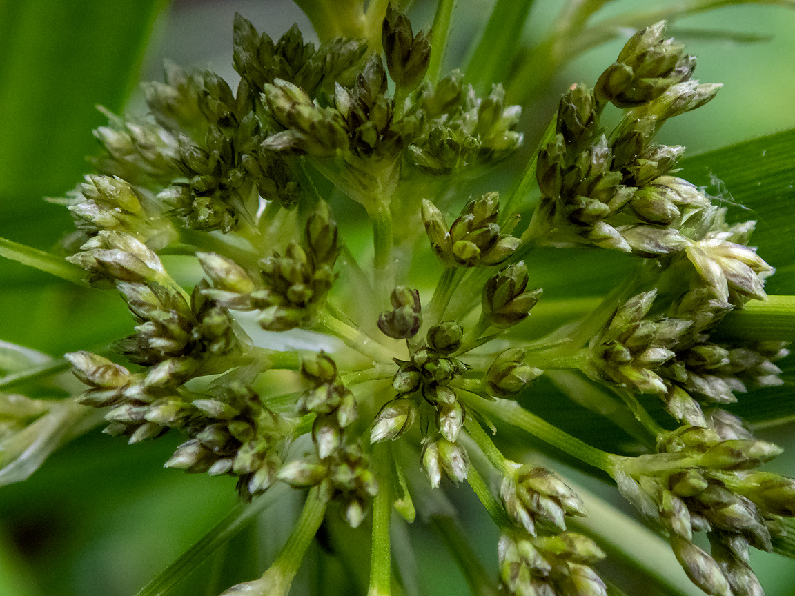 Изображение особи Scirpus sylvaticus.