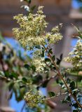 Lawsonia inermis. Верхушка ветви с соцветием. Египет, мухафаза Асуан, о-в Агилика, в культуре. 03.05.2023.