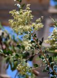 Lawsonia inermis