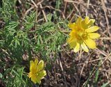 Adonis volgensis