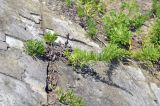 Artemisia japonica