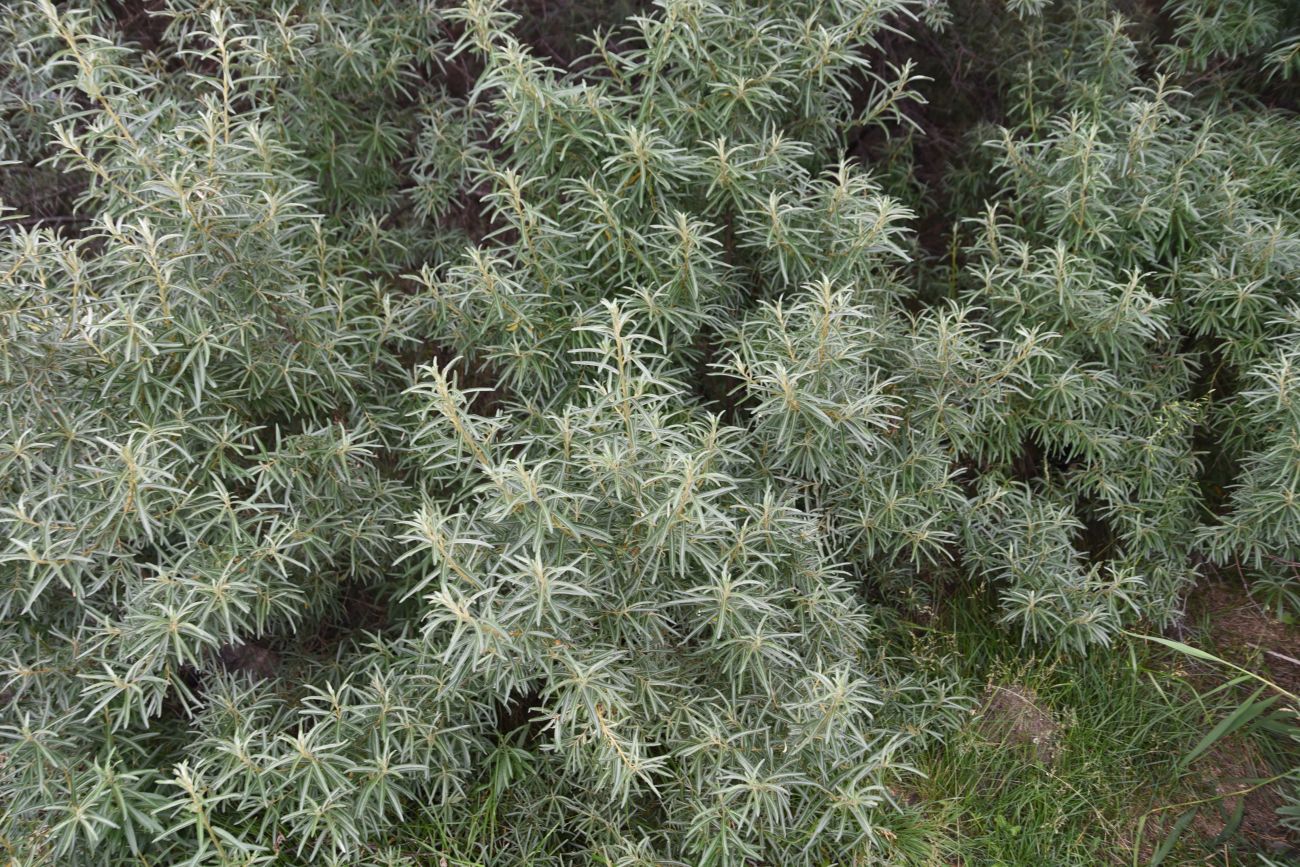 Image of Hippophae rhamnoides specimen.