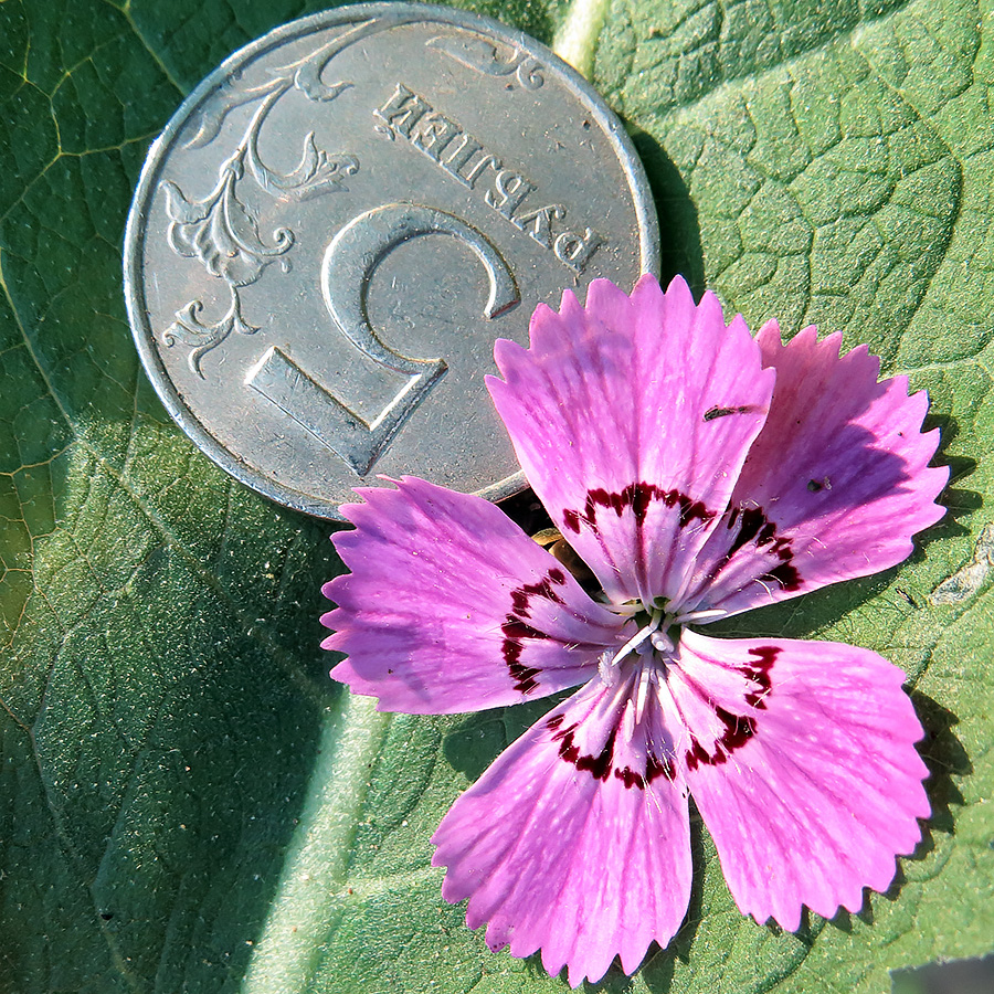 Изображение особи Dianthus fischeri.