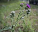 Carduus crispus. Верхушка цветущего растения с питающимися муравьями. Пермский край, г. Пермь, Ленинский р-н, обочина асфальтовой дороги. 18.06.2023.