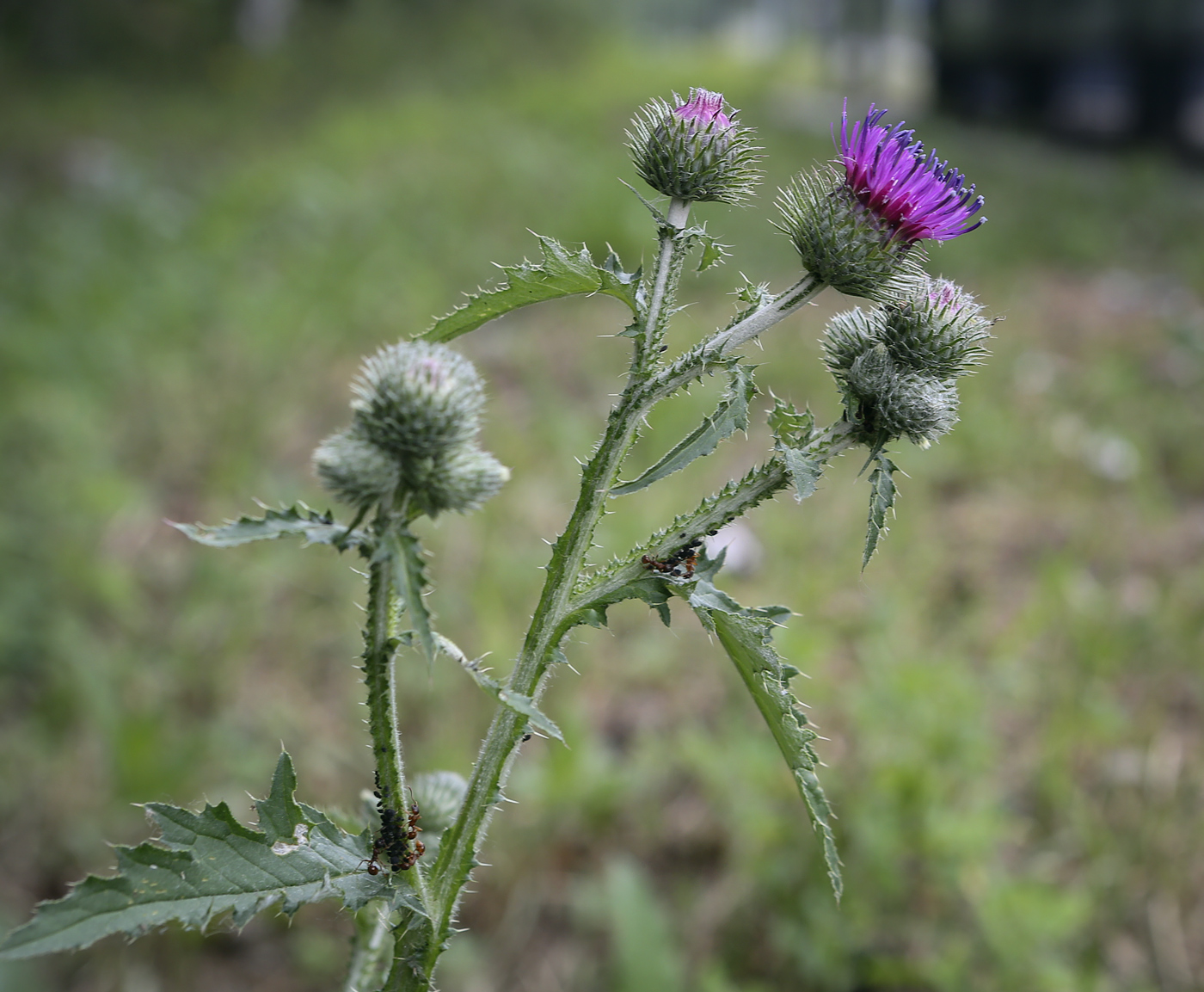 Изображение особи Carduus crispus.