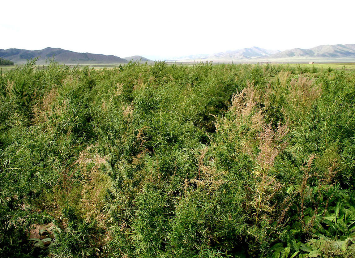 Image of Cannabis sativa specimen.