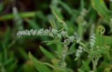 Atriplex subcordata. Верхушка побега с соплодием. Сахалин, Корсаковский гор. округ, окр. с. Новиково, окраина каменистого пляжа. 15.08.2022.