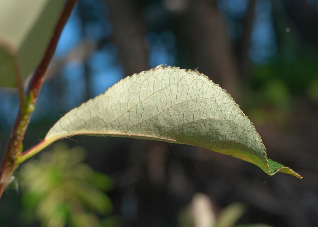 Изображение особи Populus suaveolens.