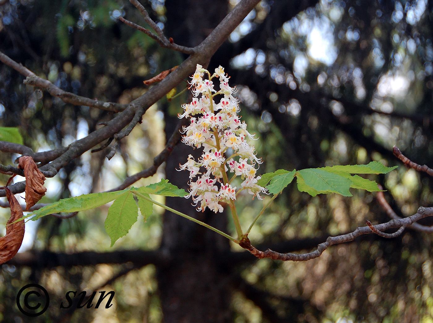 Image of Aesculus hippocastanum specimen.