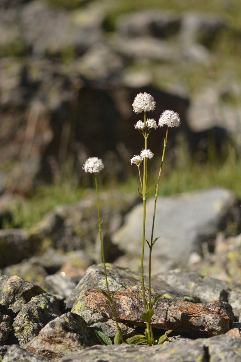 Image of Valeriana alpestris specimen.