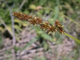 Carex vulpina