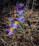 Pulsatilla patens. Цветущие растения с питающейся малинницей. Пермский край, Оханский р-н, Кунчурихинский бор, Тулумбаихинское сельское поселение, смешанный лес. 02.05.2023.