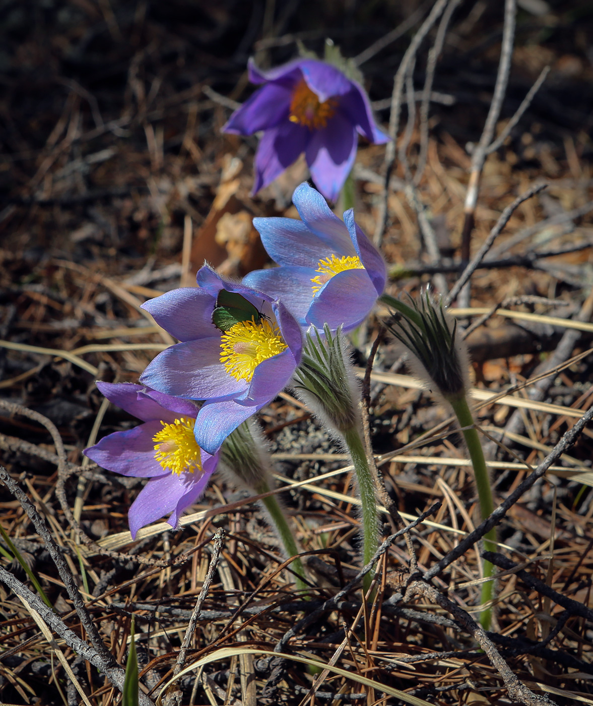 Image of Pulsatilla patens specimen.