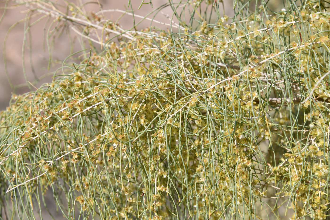 Image of Haloxylon aphyllum specimen.