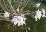 Magnolia stellata