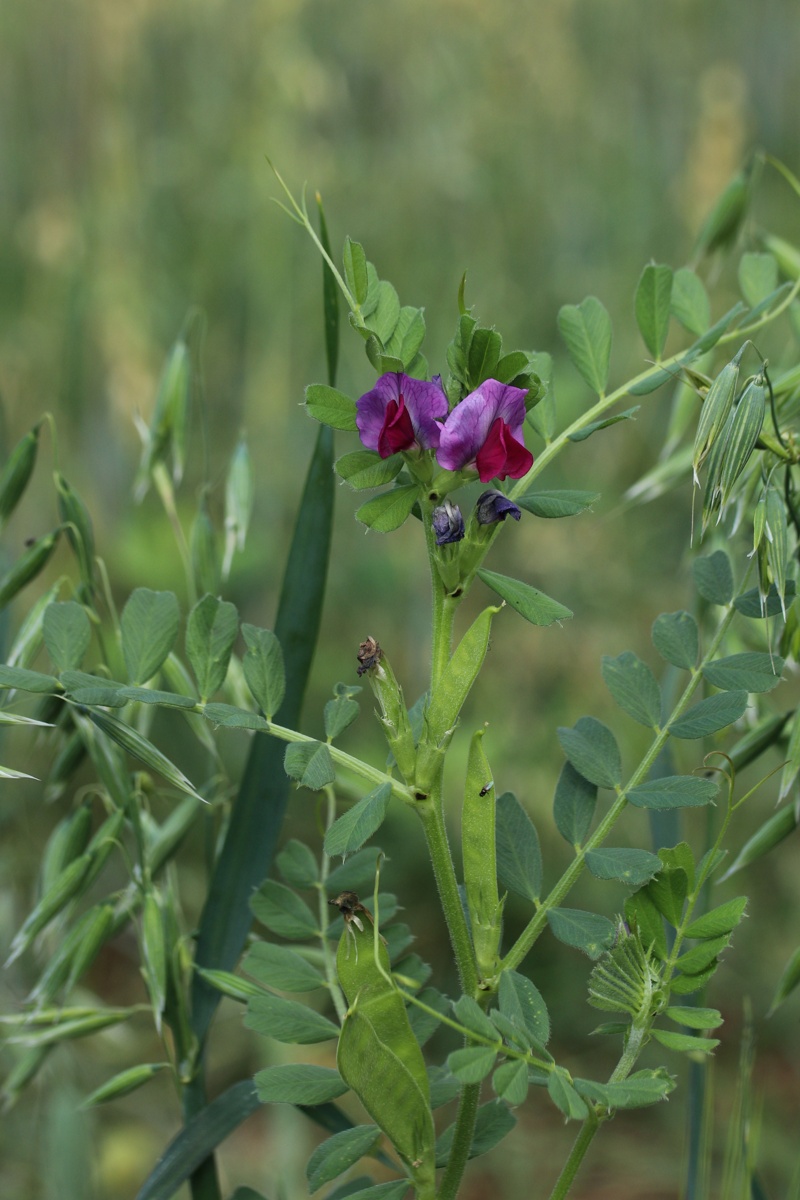 Image of Vicia sativa specimen.