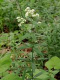 Galium physocarpum