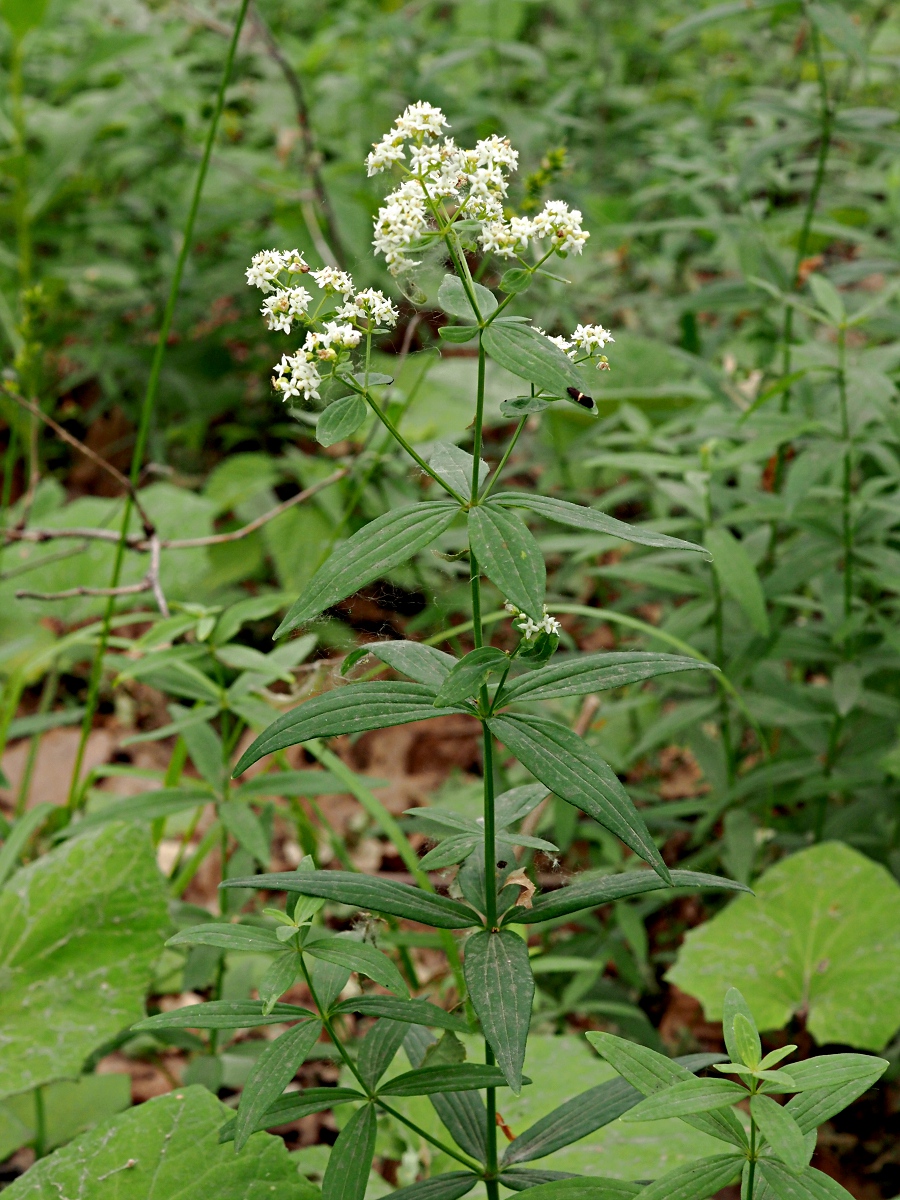 Image of Galium physocarpum specimen.