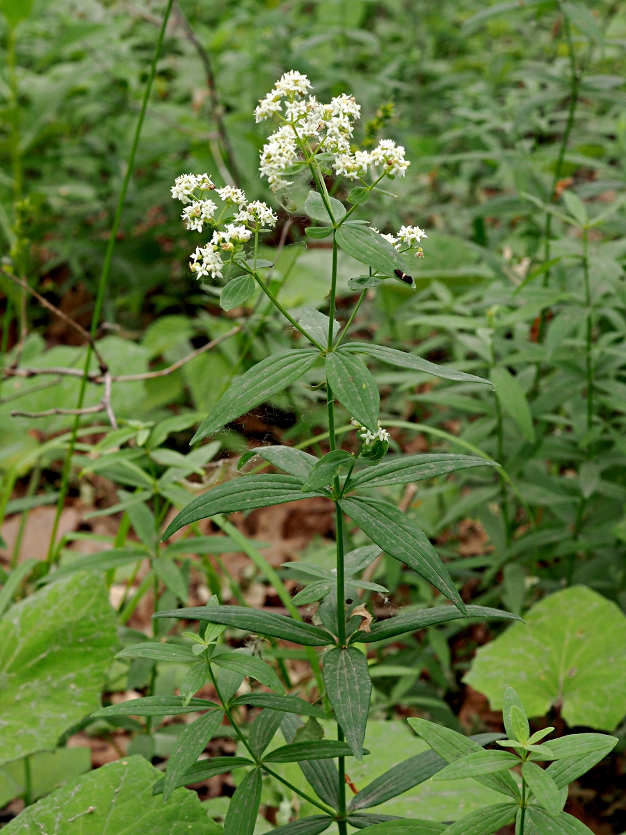 Изображение особи Galium physocarpum.