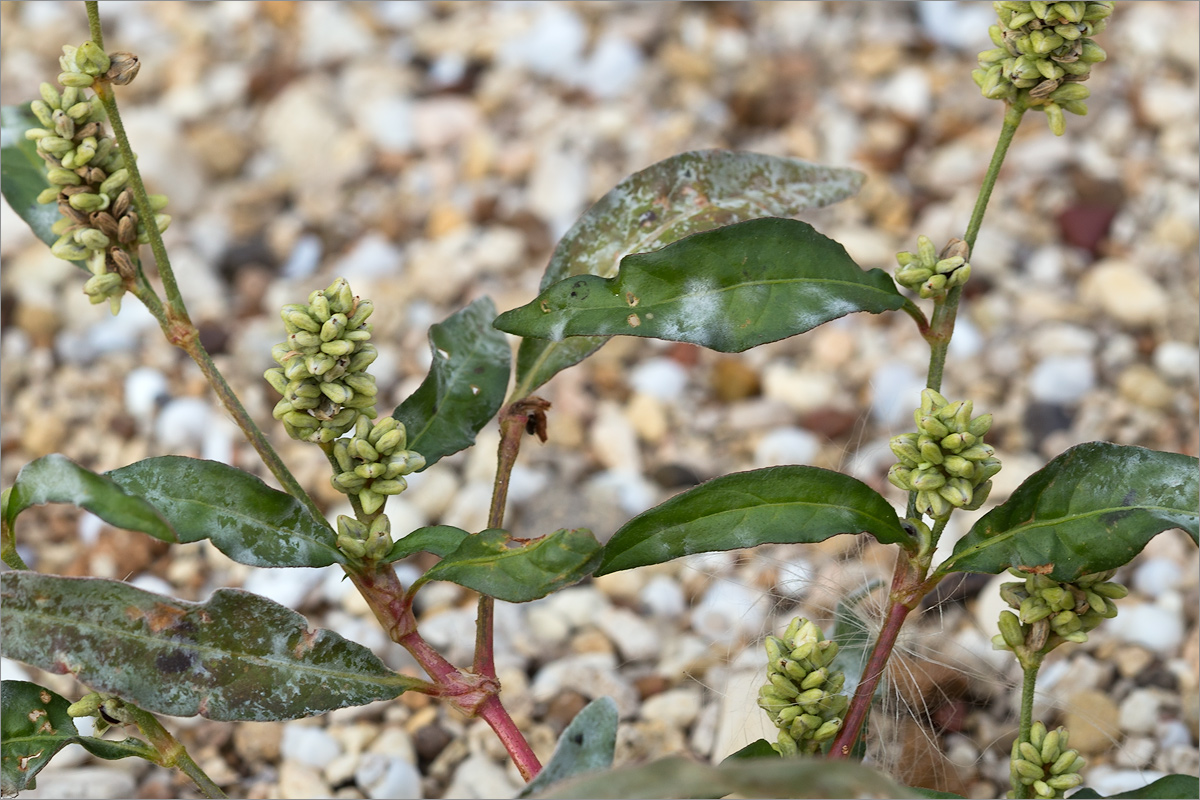 Image of Persicaria scabra specimen.