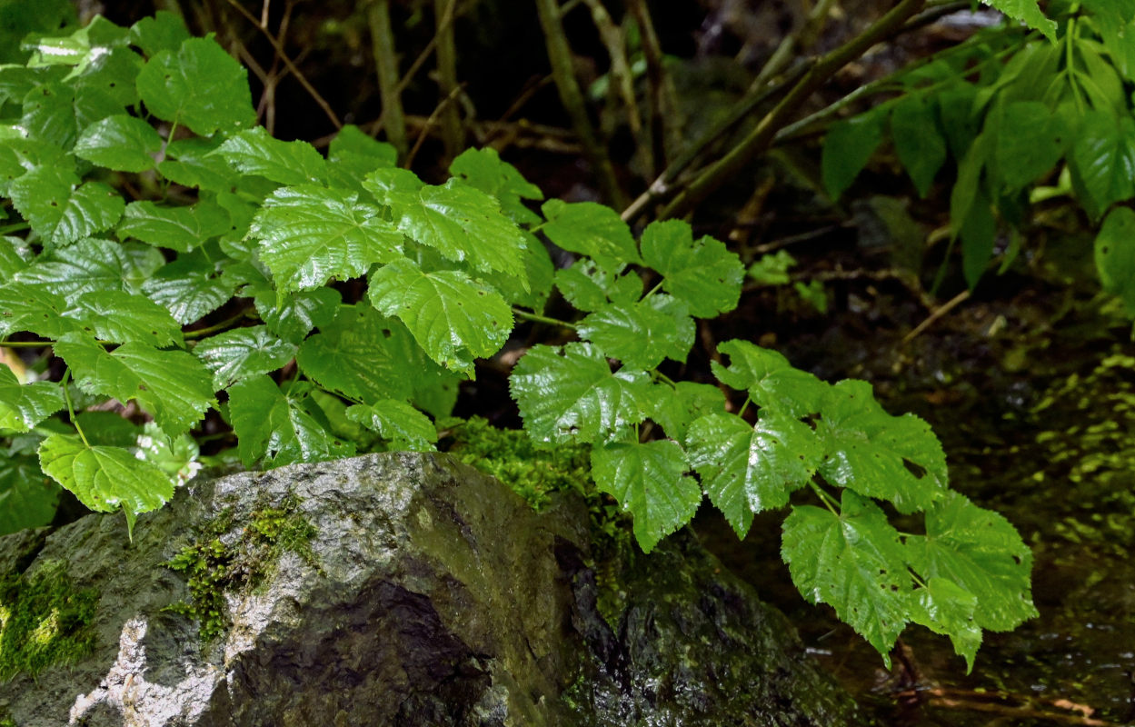 Image of genus Tilia specimen.