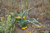 Tulipa behmiana. Плодоносящее растение с незрелыми коробочками. Казахстан, Алматинская обл., юго-зап. шлейф Джунгарского Алатау, правая сторона дол. р. Или ниже вдхр. Капчагай, степь с доминированием мятлика. 28 апреля 2024 г.