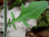 Arabidopsis arenosa