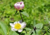 Paeonia lactiflora