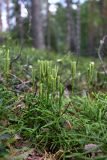 Diphasiastrum complanatum