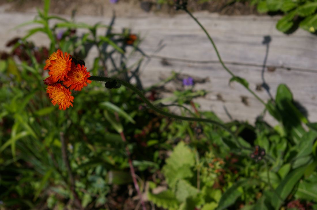 Image of Pilosella aurantiaca specimen.