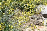 Astragalus scheremetewianus. Соцветия. Таджикистан, Горно-Бадахшанская автономная обл., Ишкашимский р-н, Шахдаринский хр., дол. р. Памир, выс. ≈ 3800 м н.у.м., сухой каменистый склон. 3 июля 2024 г.