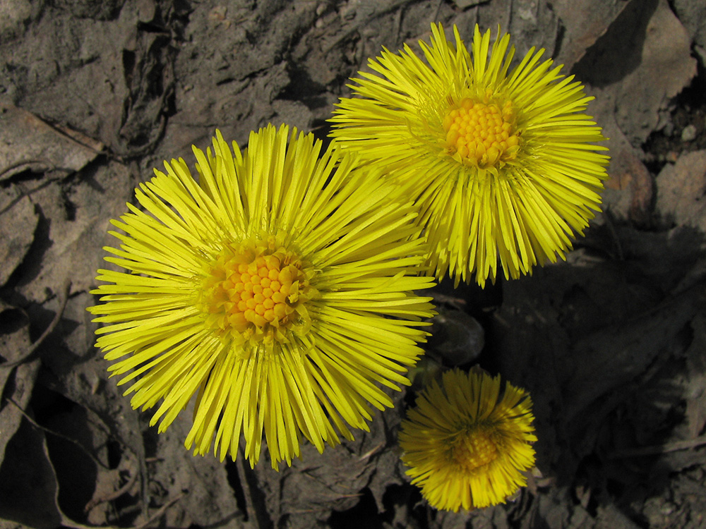 Изображение особи Tussilago farfara.