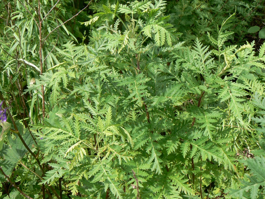 Image of Artemisia gmelinii specimen.