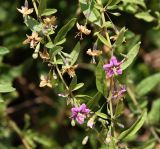 Lycium barbarum