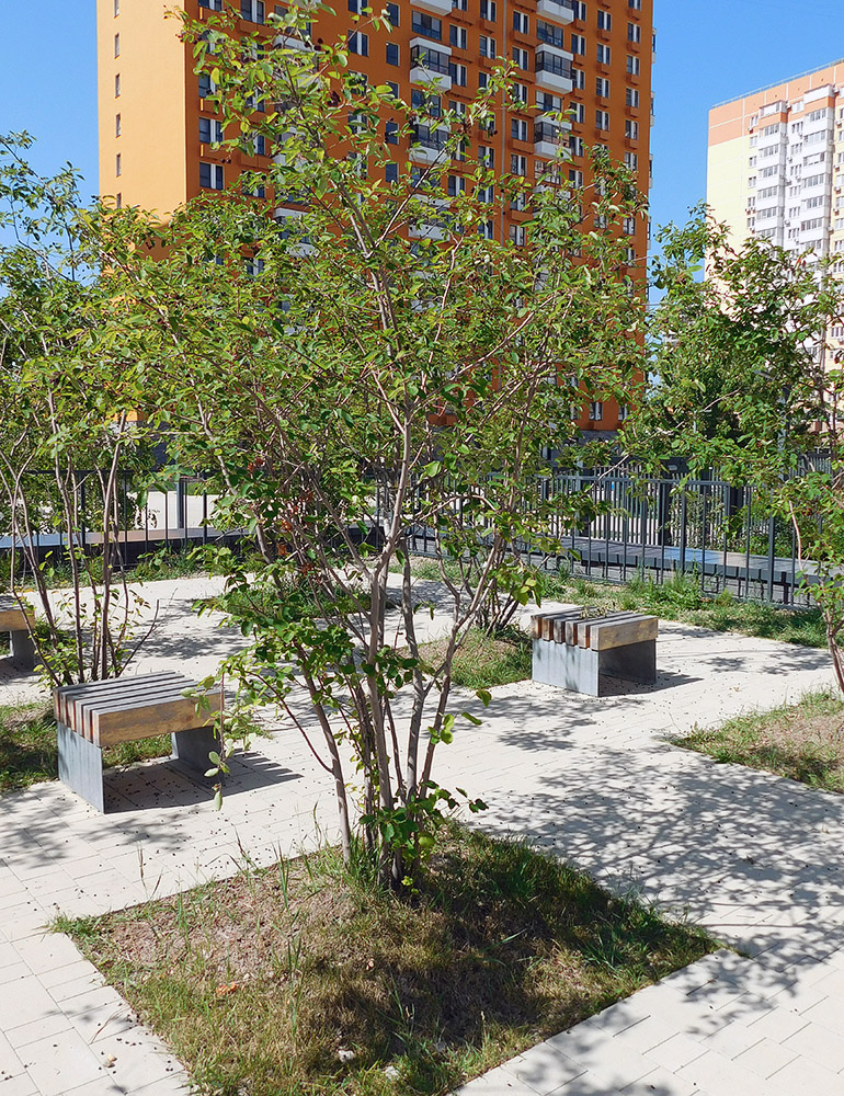 Изображение особи Amelanchier ovalis.