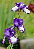 род Iris