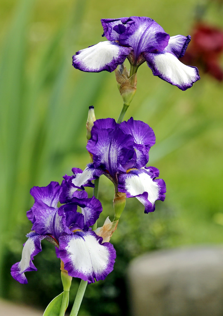 Image of genus Iris specimen.