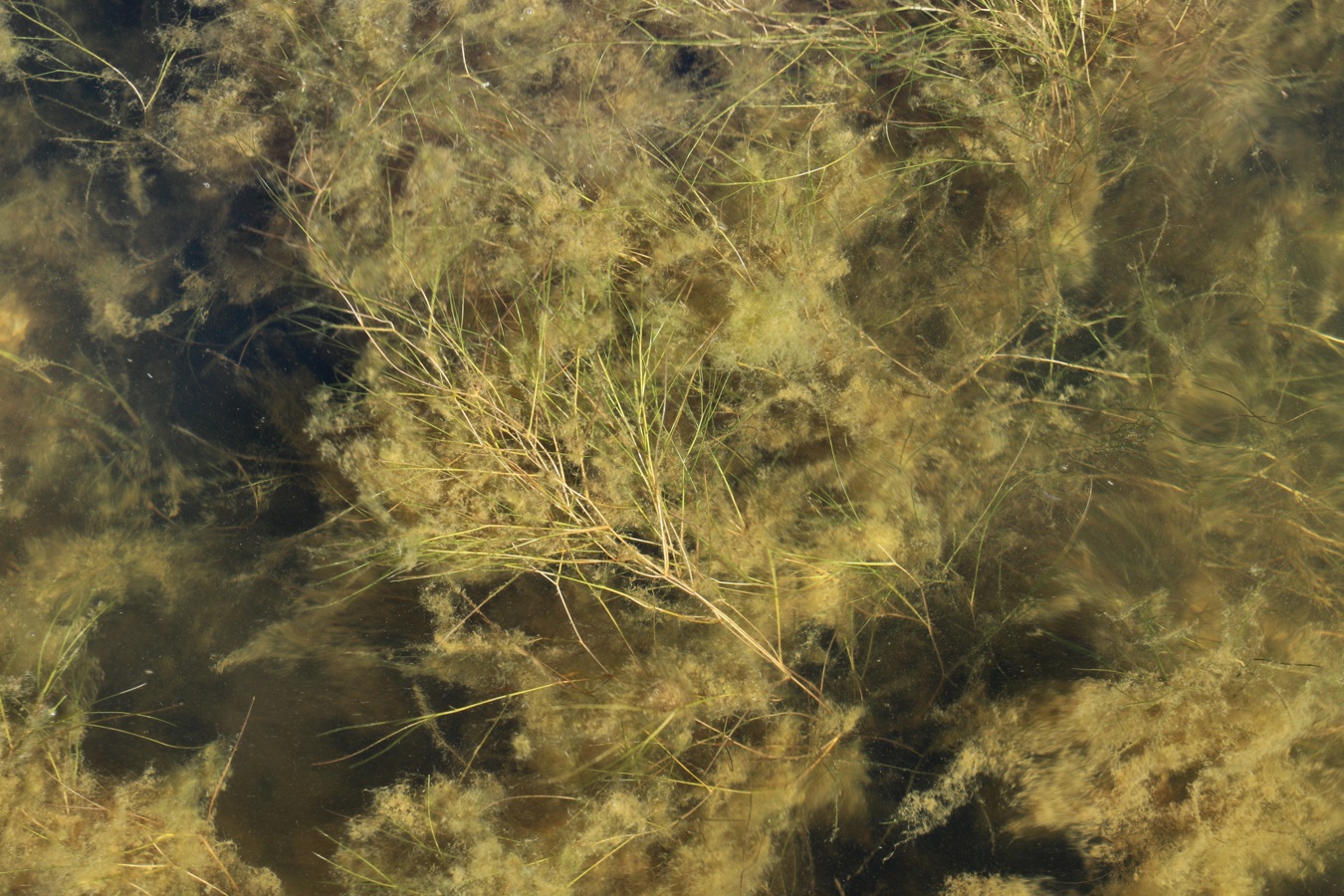 Image of genus Potamogeton specimen.