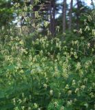 Thalictrum kemense