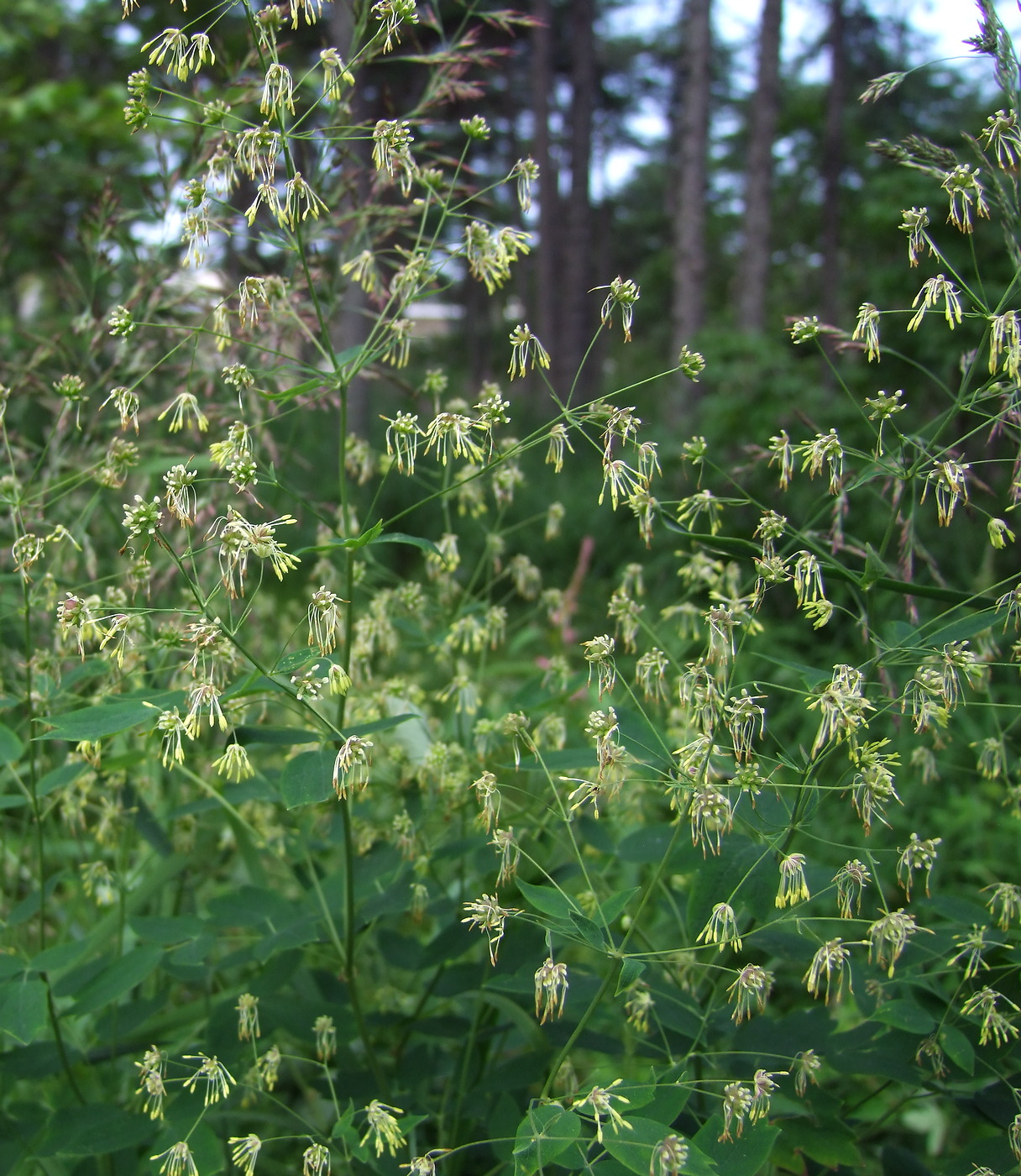 Image of Thalictrum kemense specimen.
