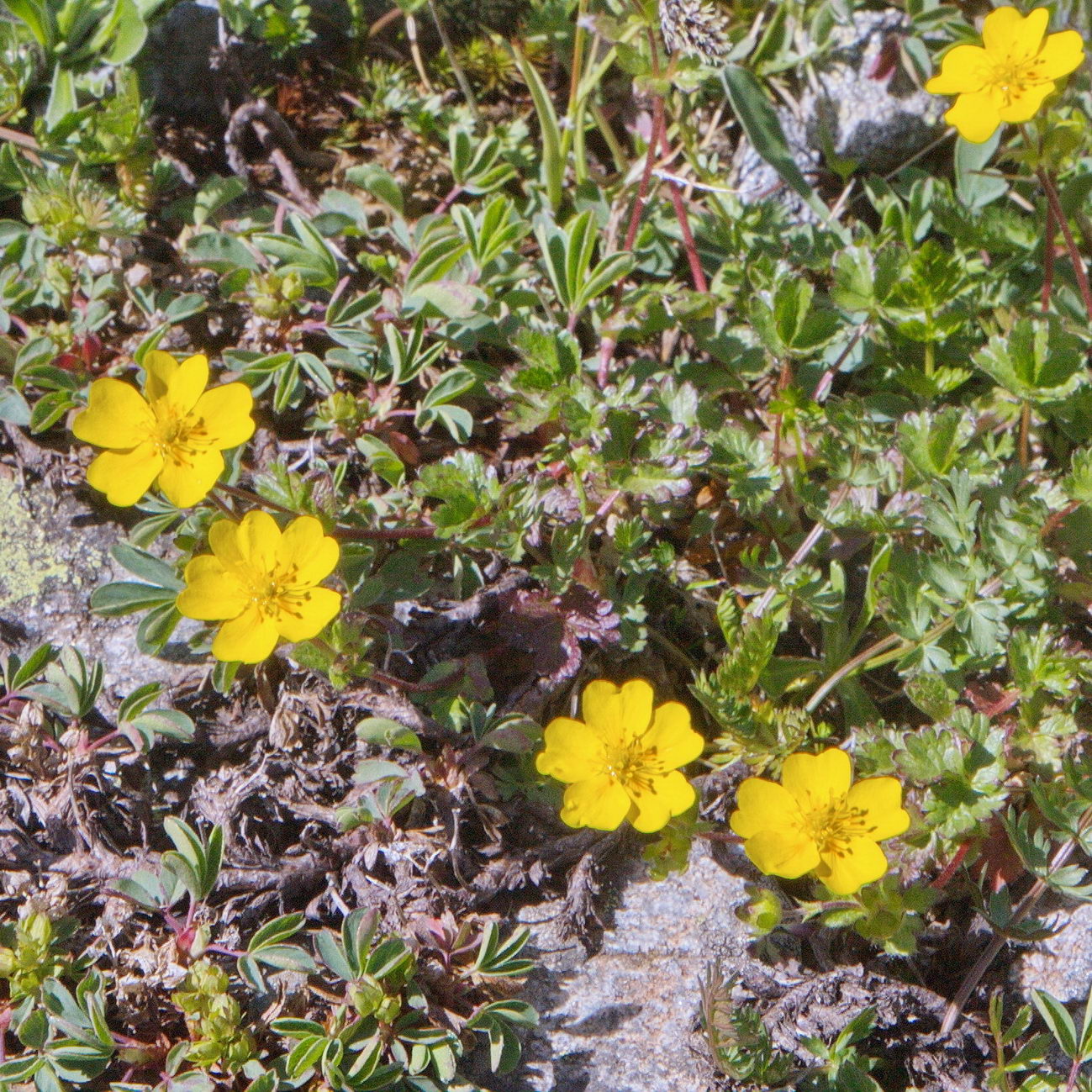 Изображение особи Potentilla gelida.
