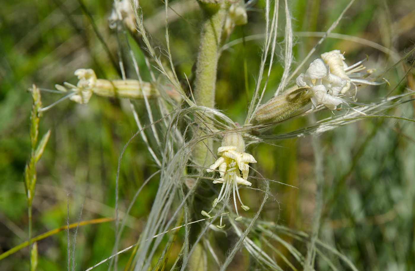 Image of Silene viscosa specimen.