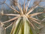 Tragopogon brevirostris