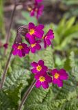 род Primula