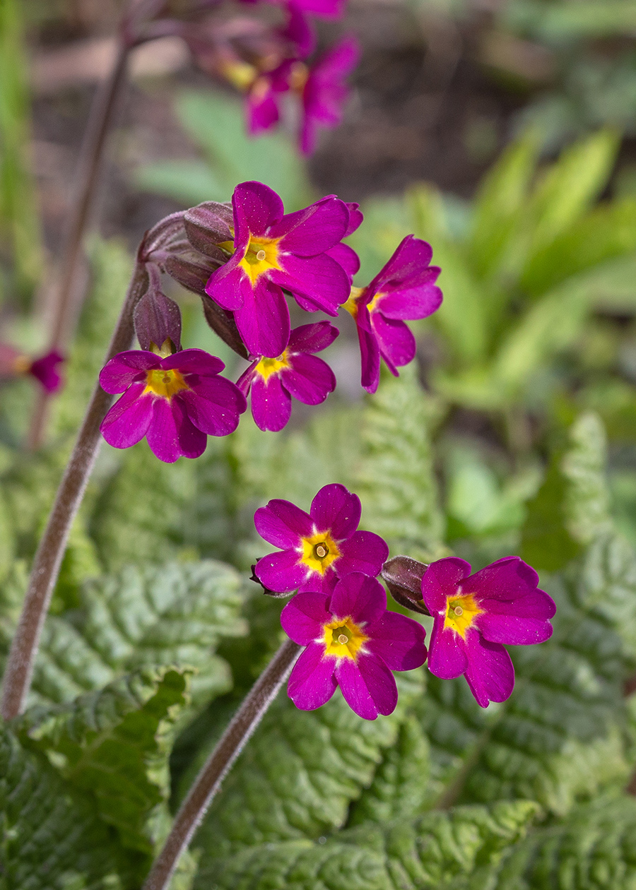 Image of genus Primula specimen.