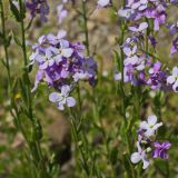 Hesperis matronalis. Соцветия. Карачаево-Черкесия, Домбай, гора Мусса-Ачитара, 2400 м н.у.м., на пологом склоне. 09.07.2015.