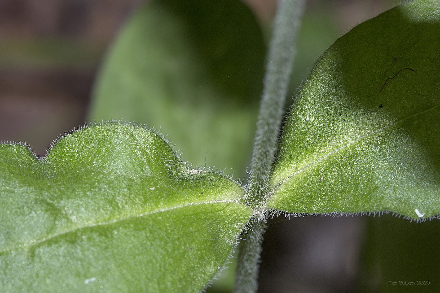 Image of genus Silene specimen.